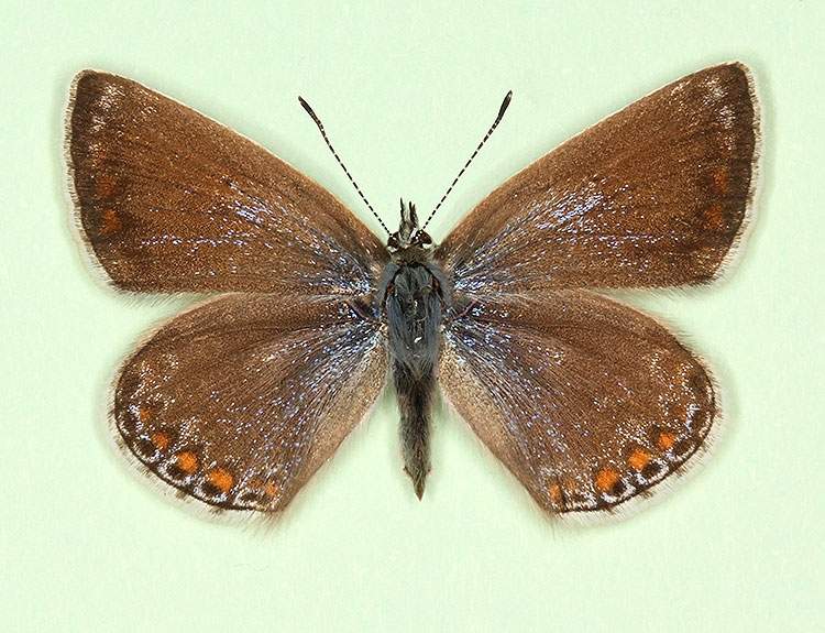 Polyommatus icarus female (aberrant form anticolunata) (Internet Image property of respective owner, non-commercial use only)